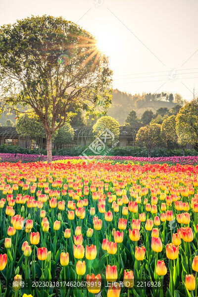 郁金香花卉背景圖