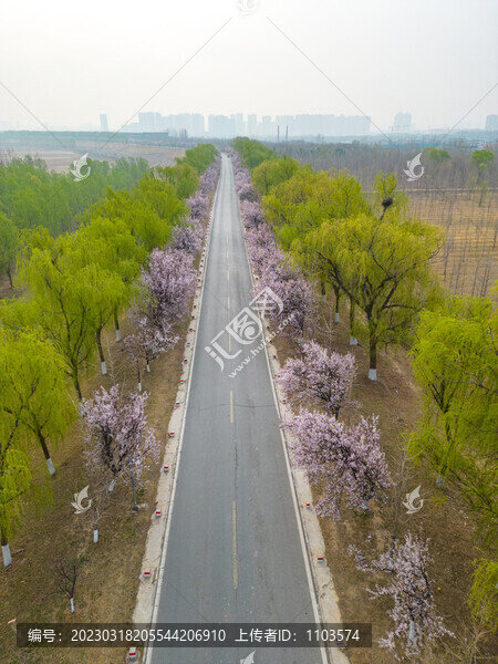 航拍濟(jì)南黃河大堤紫葉李大道
