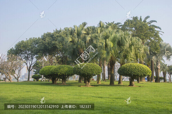 亞熱帶風情樹林