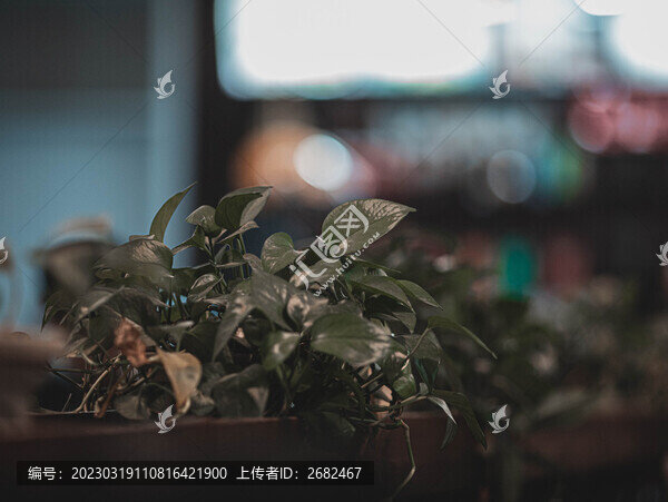 綠蘿