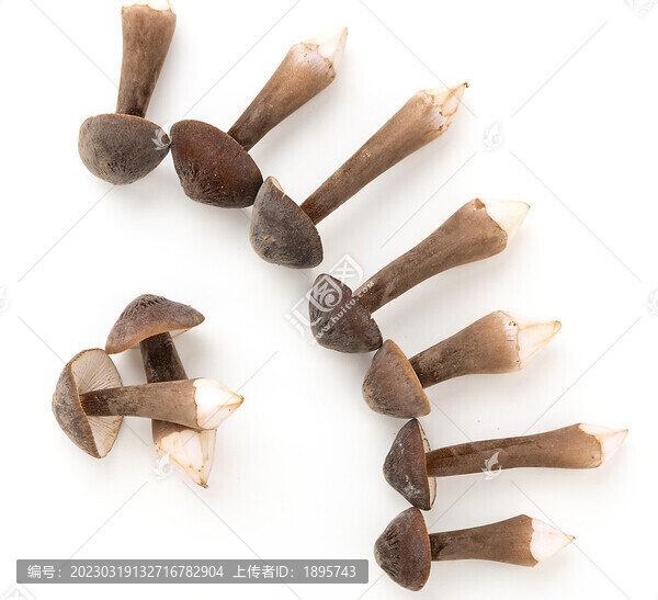 黑皮雞樅菌