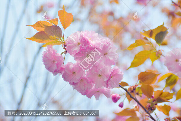 櫻花