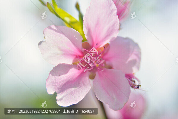 桃花