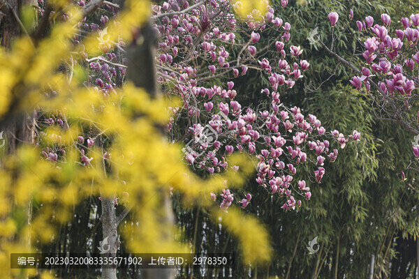 紫玉蘭春色滿園