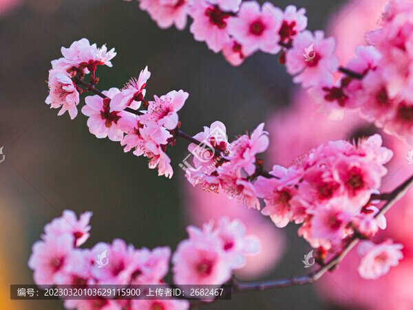 山櫻花