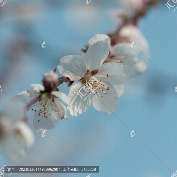 春天盛開(kāi)的桃花