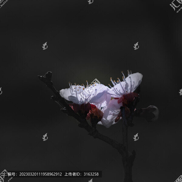 春季里的花朵