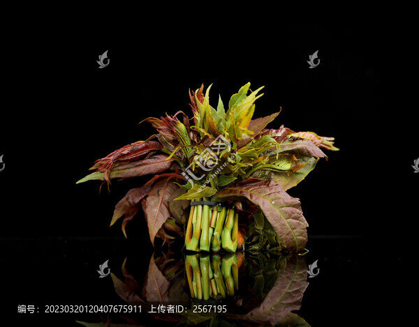 一捆香椿芽