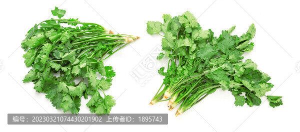 香菜