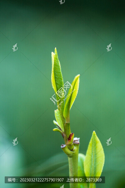 龍井茶葉