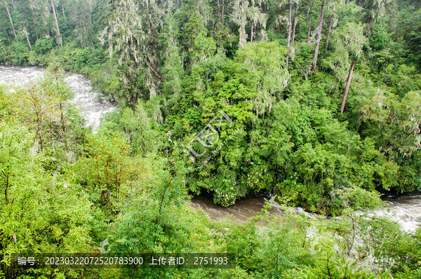 西藏林芝南伊溝風(fēng)光