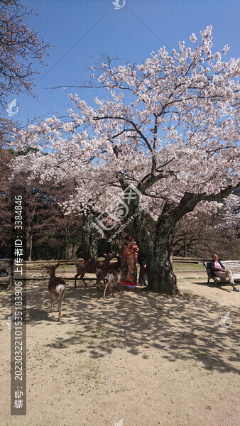 日本櫻花