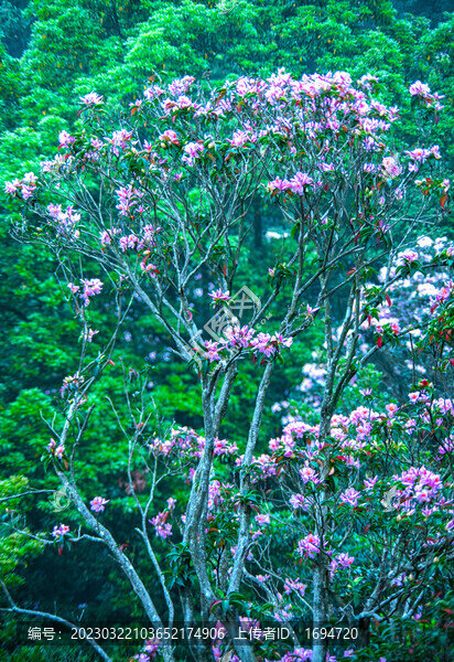 高山杜鵑