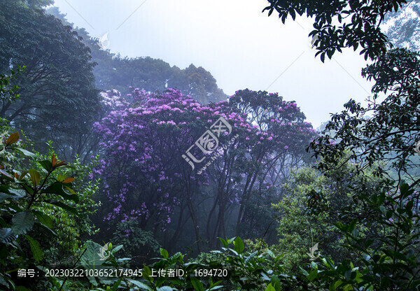 高山杜鵑
