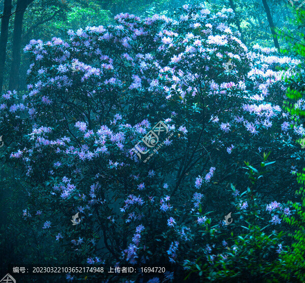 花王