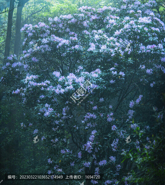 花王