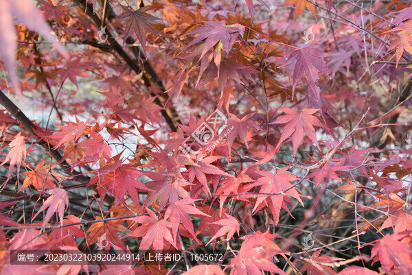 紅楓棲霞山