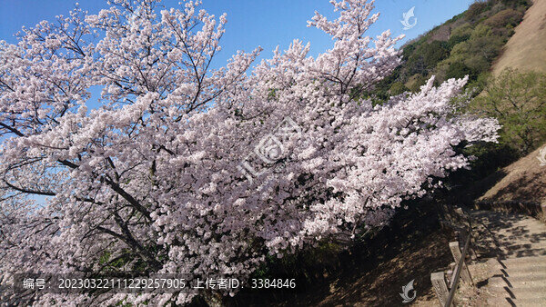 日本櫻花樹(shù)