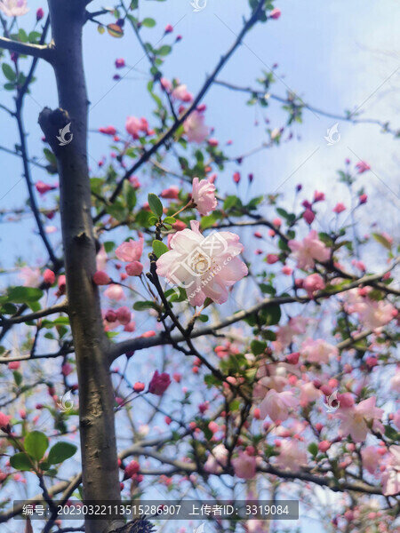 垂絲海棠