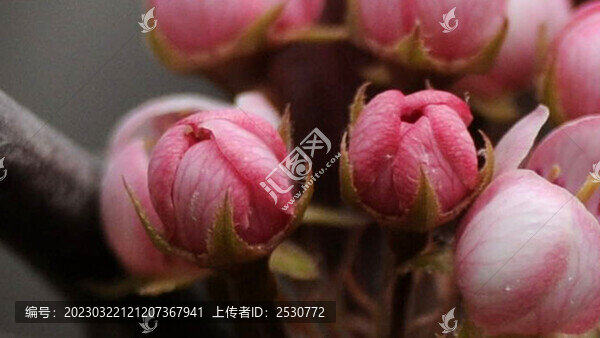 特寫梨花蕾