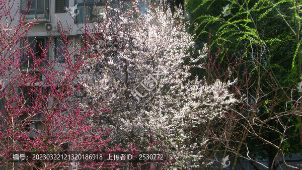櫻桃紫荊競春華