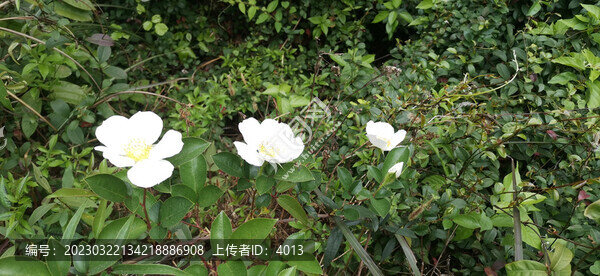 帶刺白色小花