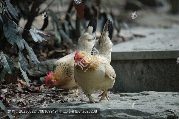 散養(yǎng)走地雞