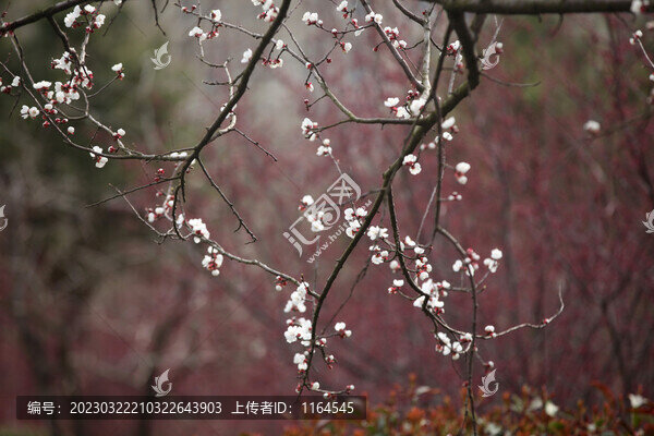 杏花