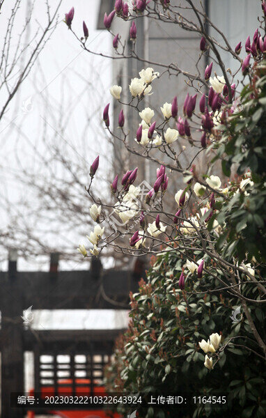 玉蘭花