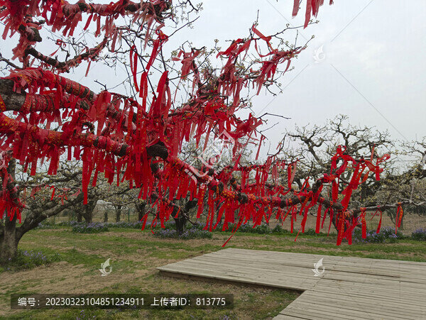 梨樹神許愿樹