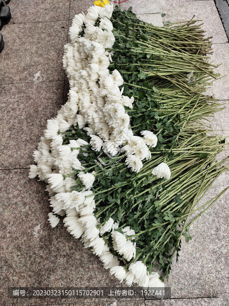 白菊花