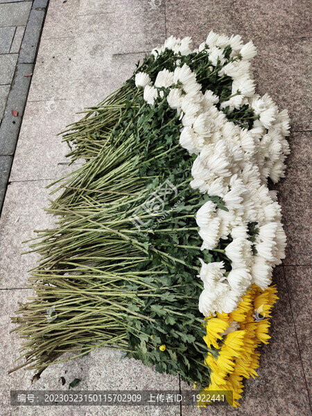 白菊花與黃色菊花