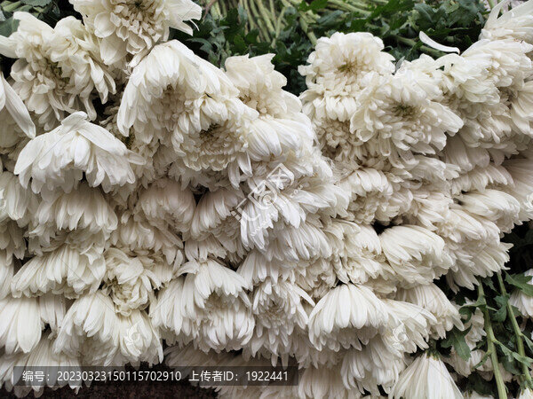 白菊花背景