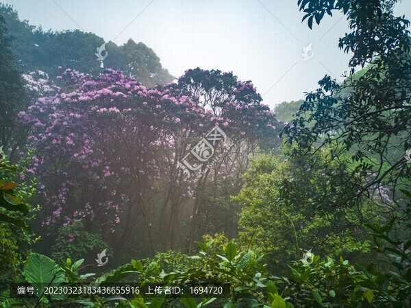 霧里看花