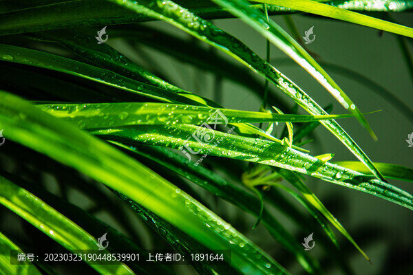 吊蘭綠葉
