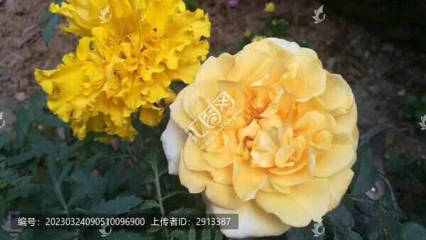 黃色花朵