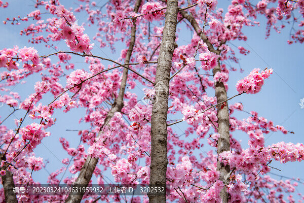 春花綻放