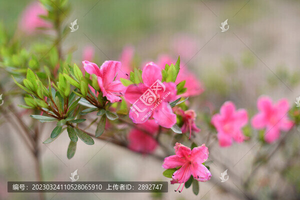 紅色花朵
