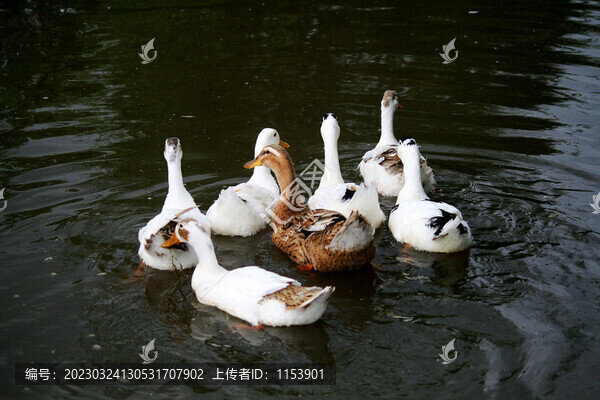 土鴨