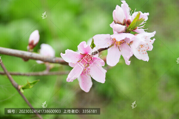 桃花