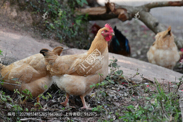 走地雞