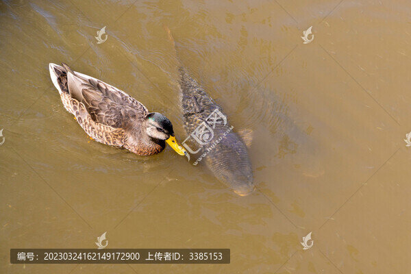 魚鴨同行
