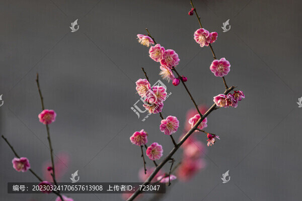 杭州德壽宮梅花