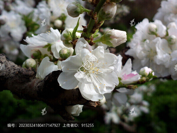 碧桃花