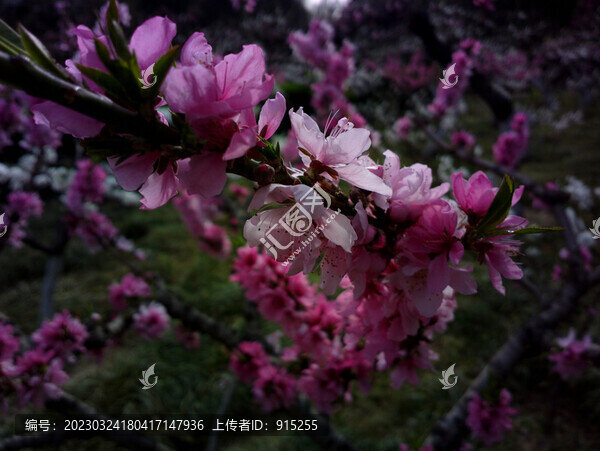 碧桃花