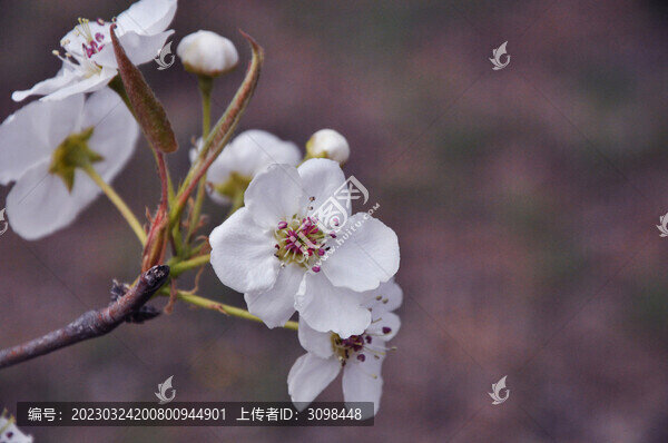 劉村梨花特寫