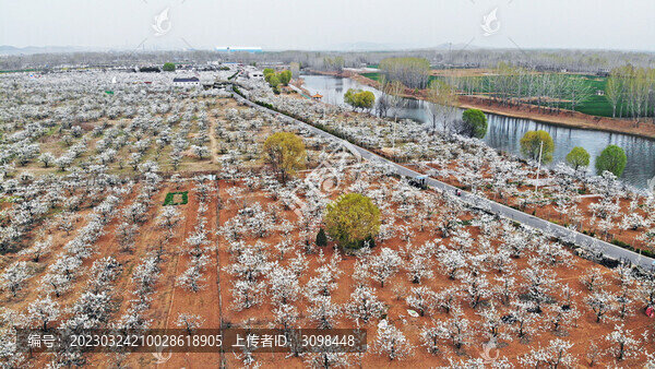 劉村古梨園