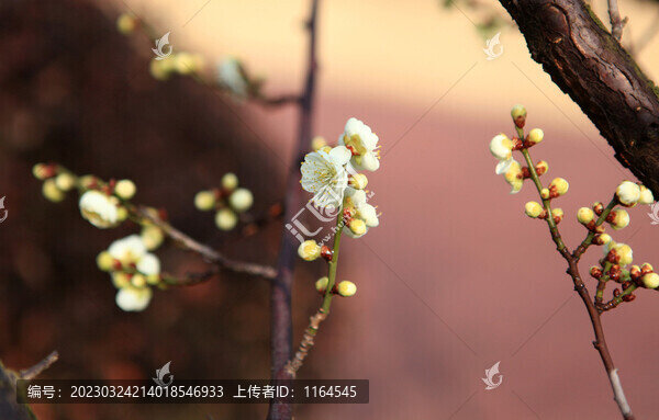 梅花