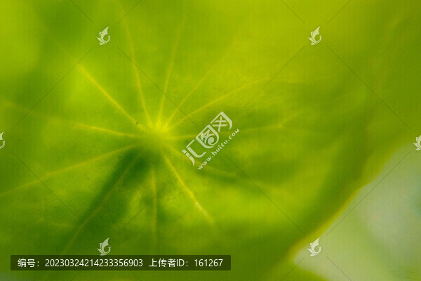嫩綠欲滴銅錢草