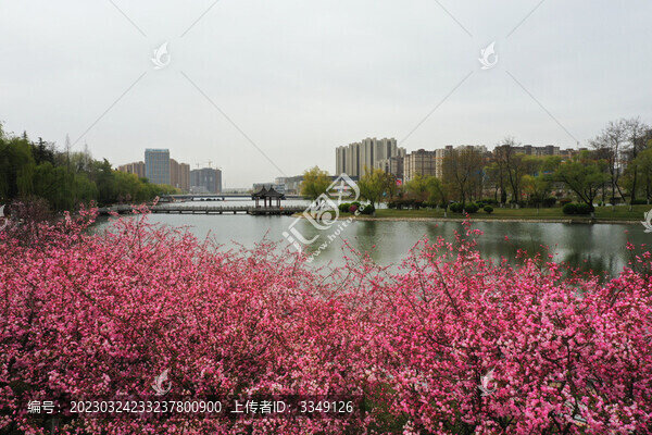 黃河公園的海棠花